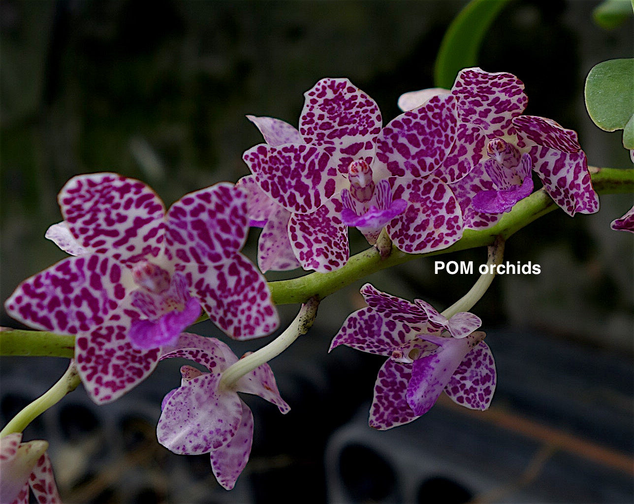 Rhynchonopsis Tutti Fruiti 'Sapphire' - Dr. Bill's Orchids, LLC