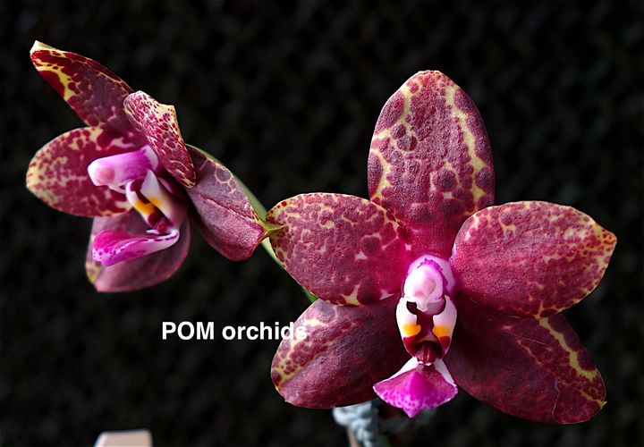 Phal POM Parrot Eagle 'POM' - Dr. Bill's Orchids, LLC