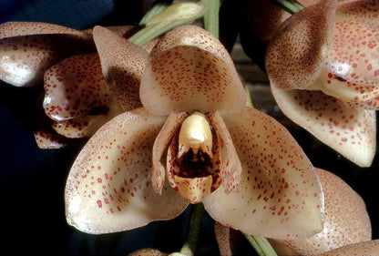 Acineta superba - Dr. Bill's Orchids, LLC