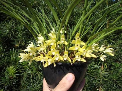 Maxillaria kautskyi