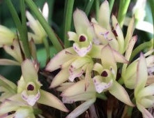 Maxillaria kautskyi