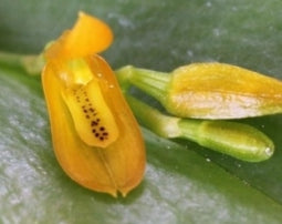 Acianthera luteola