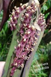 Acianthera strupifolia