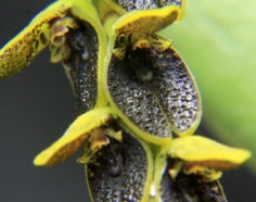 Acianthera saurocephala