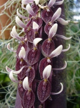 Acianthera strupifolia