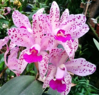 C. amethystoglossa tipo x self