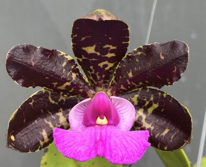 C. aclandiae (dark x tipo tradicao)