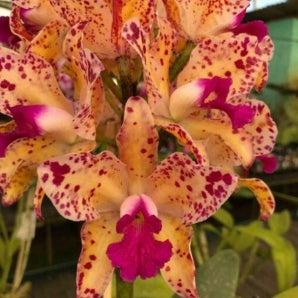 C. amethystoglossa (aurea tradição x salmonea tradição)