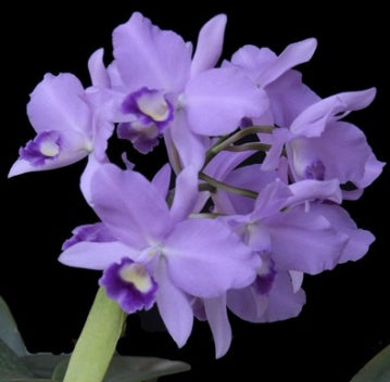 Cattlianthe Portia Baronesa coerulea