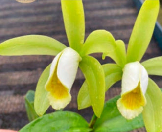 Cattleya forbesii alba