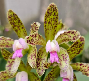 Cattleya guttata gren x self