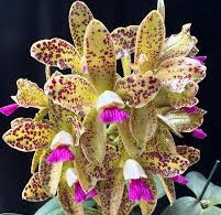 Cattleya guttata pintada Tradição x Self