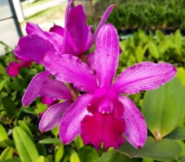 Cattleya intermedia venosa Érico (seleção)