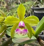 C. schilleriana ( semi alba T1 x semi alba T2)