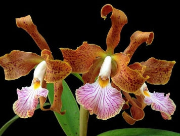 Cattleya velutina