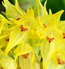 Pleurothallis chloroleuca