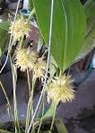 Pleurothallis chloroleuca
