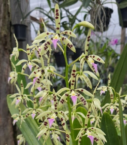 Prosthechea prismatocarpa