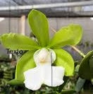 C. aclandiae (albescens T2 x alba tradicao)