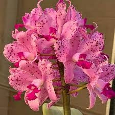 Cattleya amethystoglossa (soft x pink spots)