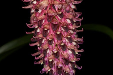 Bulbophyllum hamelinii