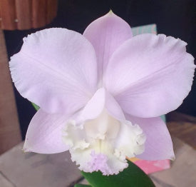 Cattleya loddigesii Tradição x Self