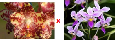 Phal Bernice Maskin (gigantea 'Jumbo' x equestris 'Jumbo') - Dr. Bill's Orchids, LLC