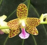 Phal Little One 'Light Spot' - Dr. Bill's Orchids, LLC