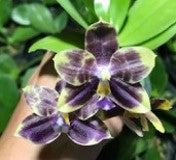 Phal Mituo Purple Dragon ‘Blue Python‘ - Dr. Bill's Orchids, LLC