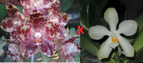 Phal Pepin (gigantea 'Jumbo Poseidon' x micholitzii 'Jumbo') - Dr. Bill's Orchids, LLC