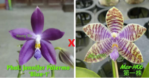 Phal (Jennifer Palermo 'Blue-1' x lueddemanniana fma coerulea 'Max1406-1') - Dr. Bill's Orchids, LLC