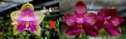 Phal (LD Emerald Bear 'YC' x Miro Super Star) - Dr. Bill's Orchids, LLC