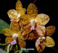 Phal (Mituo Reflex Dragon 'B3' x gigantea 'M2') - Dr. Bill's Orchids, LLC