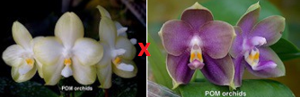 Phal (Yaphon Gelacea 'Green' x Mituo Blue Bear 'MO686') - Dr. Bill's Orchids, LLC