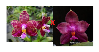Phal (Yin's Dot Passion 'POM' x Miro Super Star 'MO198') - Dr. Bill's Orchids, LLC