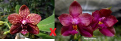 Phal (Zheng Min Smaragdine '#2' x Miro Super Star) - Dr. Bill's Orchids, LLC