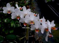Phal (pulcherrima x Hsinying Hall) 'YC' - Dr. Bill's Orchids, LLC