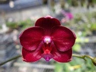 Phal Golden Sun - Dr. Bill's Orchids, LLC