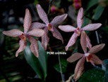 Ren. monachica x Phal aphrodite - Dr. Bill's Orchids, LLC