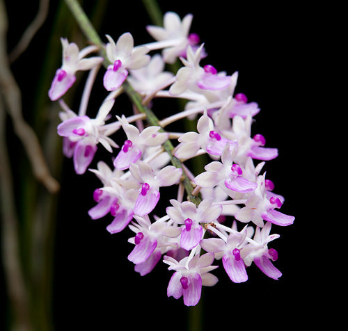 Seidenfadenia mitrata - Dr. Bill's Orchids, LLC