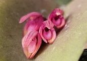 Acianthera hamosa - Dr. Bill's Orchids, LLC