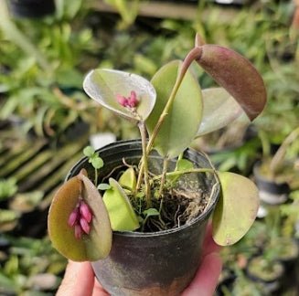 Acianthera hamosa - Dr. Bill's Orchids, LLC