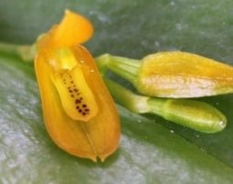 Acianthera luteola - Dr. Bill's Orchids, LLC
