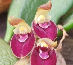 Acianthera recurva - Dr. Bill's Orchids, LLC