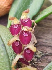 Acianthera recurva - Dr. Bill's Orchids, LLC