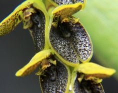 Acianthera saurocephala - Dr. Bill's Orchids, LLC
