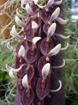 Acianthera strupifolia - Dr. Bill's Orchids, LLC