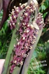 Acianthera strupifolia - Dr. Bill's Orchids, LLC