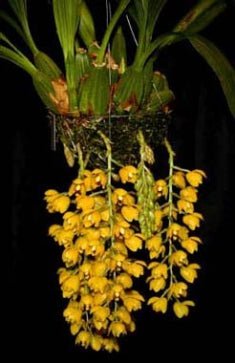 Acineta chrysantha - Dr. Bill's Orchids, LLC
