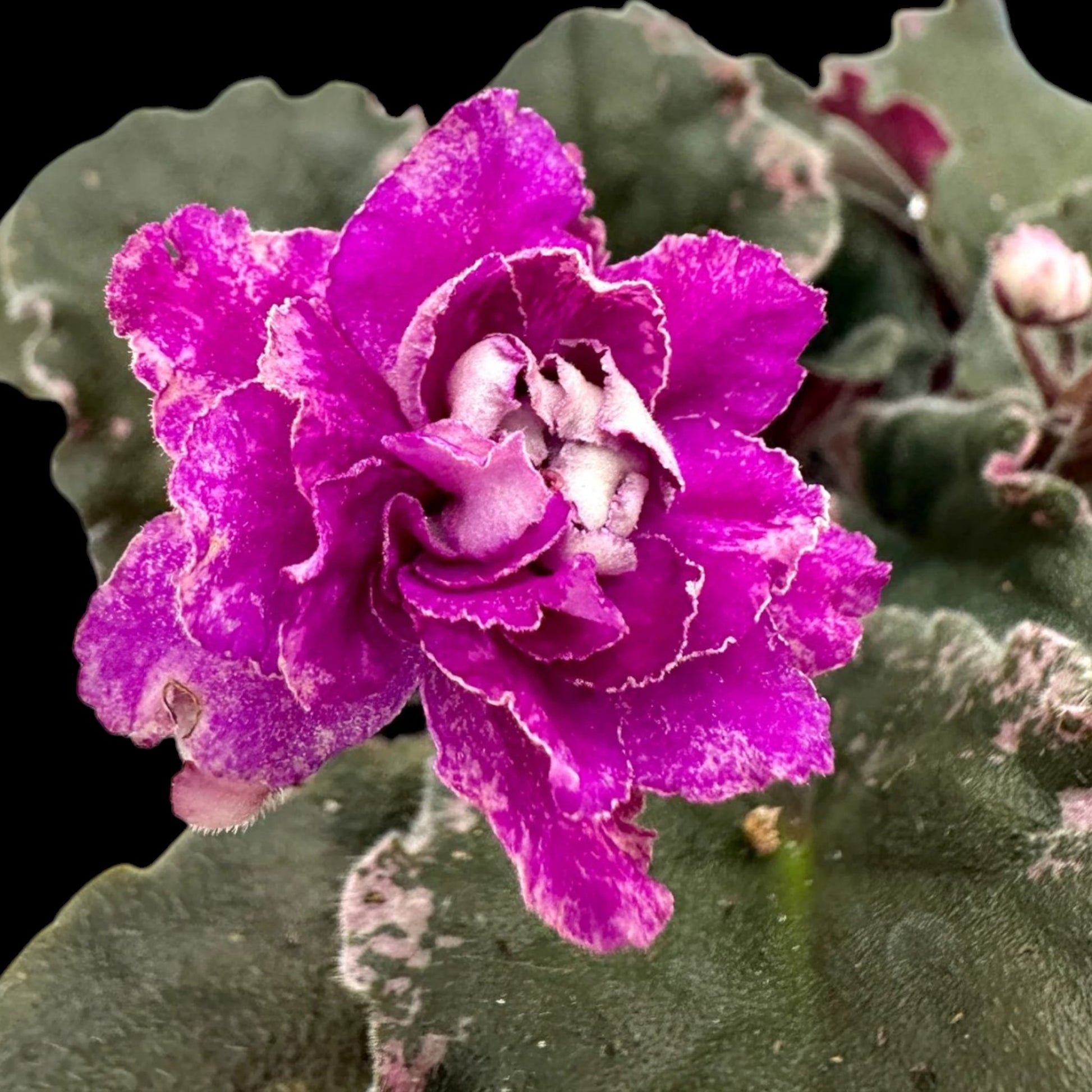 African Violet - Apache Redcoats (variegated) - Dr. Bill's Orchids, LLC